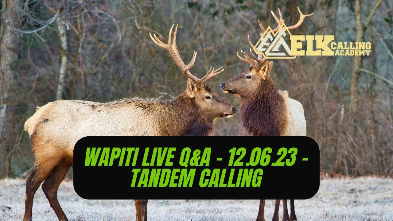 REPLAY - Wapiti Live Q&A - 12.06.23 - Tandem Calling Techniques lesson poster