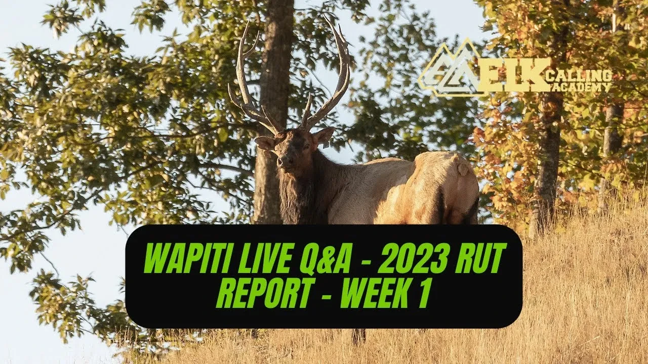 REPLAY - Wapiti Live Q&A - 2023 Rut Report - Week 1 lesson poster
