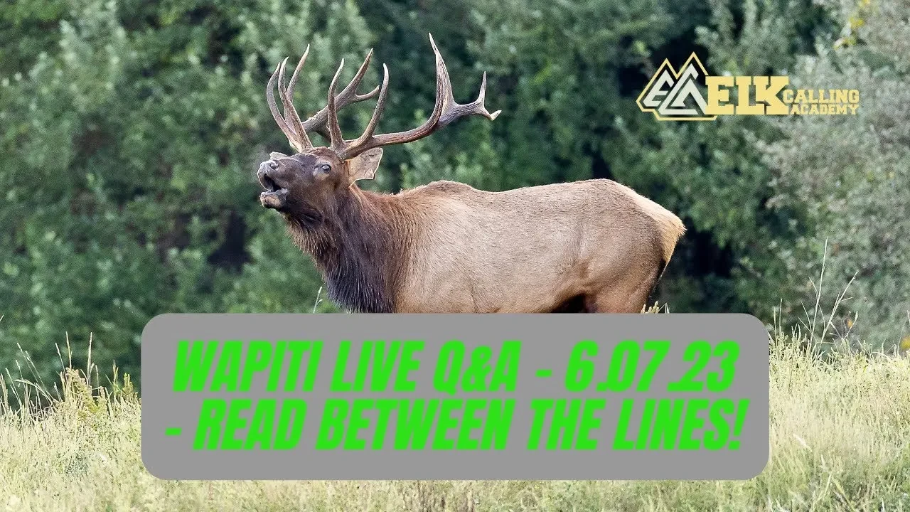REPLAY - Wapiti Live Q&A - 6.07.23 - Read Between the Lines! lesson poster