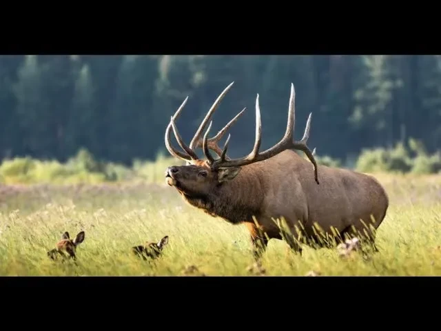 REPLAY - Wapiti Wednesday Live Q&A 12/22/21 - It's All About YOU!? lesson poster