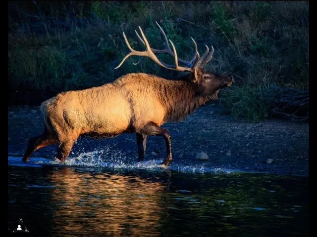 REPLAY - Wapiti Wednesday Live Q&A 1/05/22 - Stand or Kneel? lesson poster