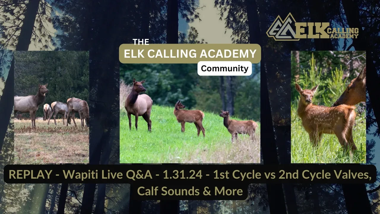 REPLAY - Wapiti Live Q&A - 1.31.24 - 1st Cycle vs 2nd Cycle Calves, Calf Sounds & More lesson poster