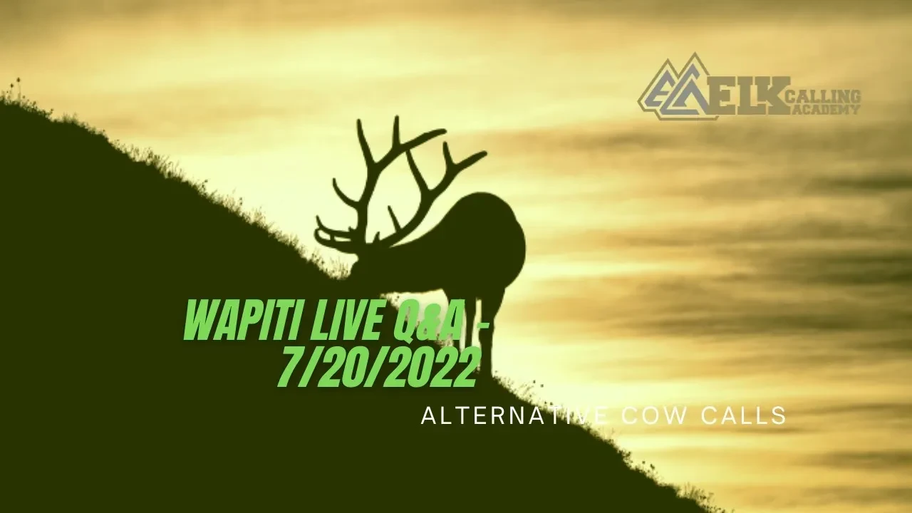 REPLAY - Wapiti Live Q&A - 7/20/2022 - Alternative Cow Calls lesson poster
