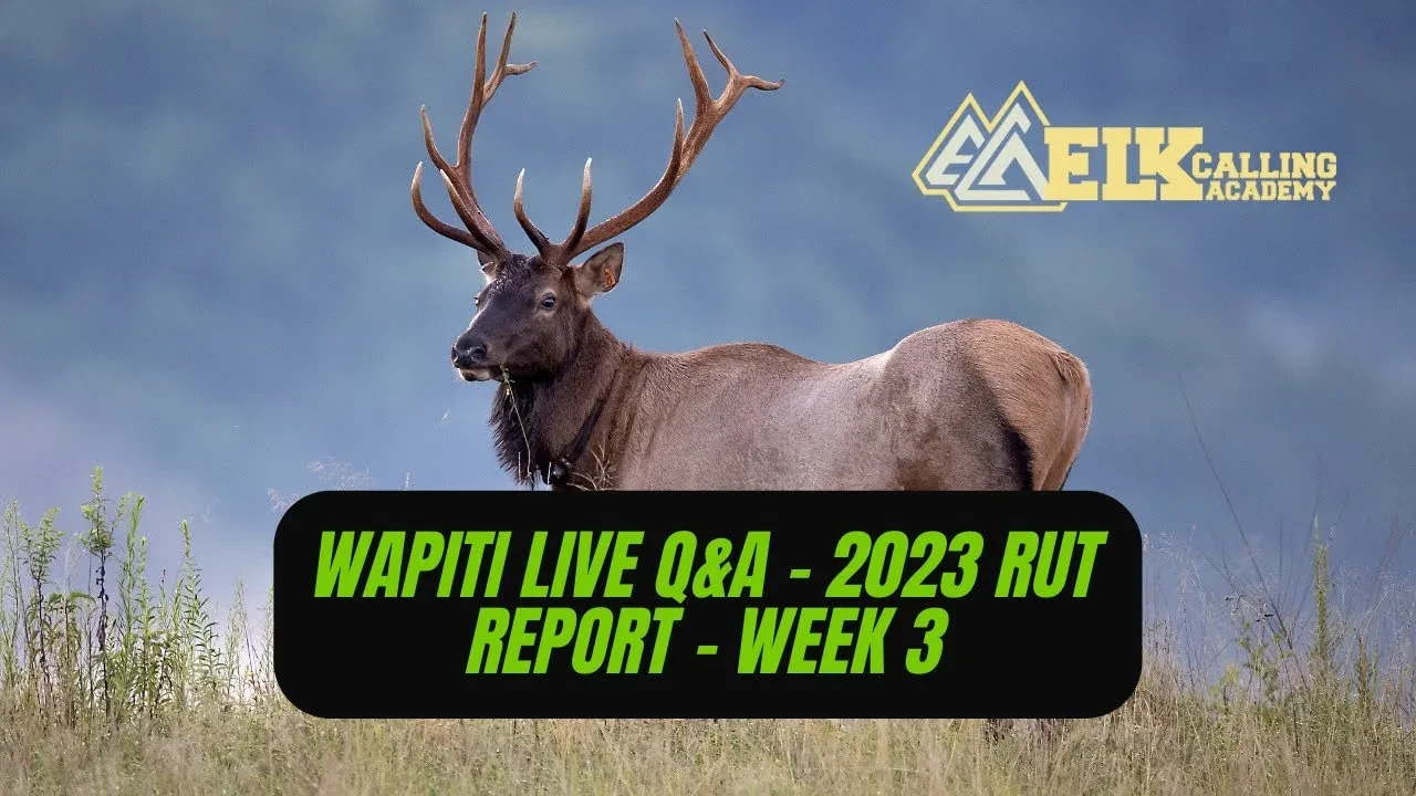 REPLAY - Wapiti Live Q&A - 2023 Rut Report - Week 3 lesson poster