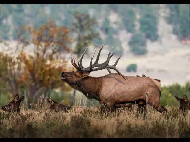REPLAY - Wapiti Wednesday Live Q&A 12/8/21 - What Did You Say? lesson poster