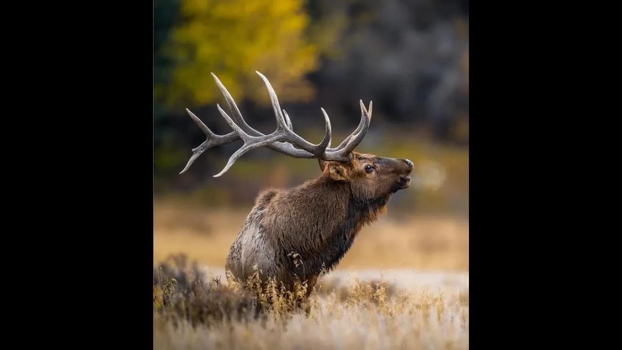 REPLAY - Wapiti Wednesday Live Q&A 2/19/22 - Hunting With Partners? lesson poster