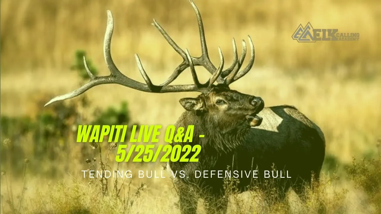 REPLAY - Wapiti Live Q&A - 5/25/2022 - Tending Bull vs Defensive Bull lesson poster