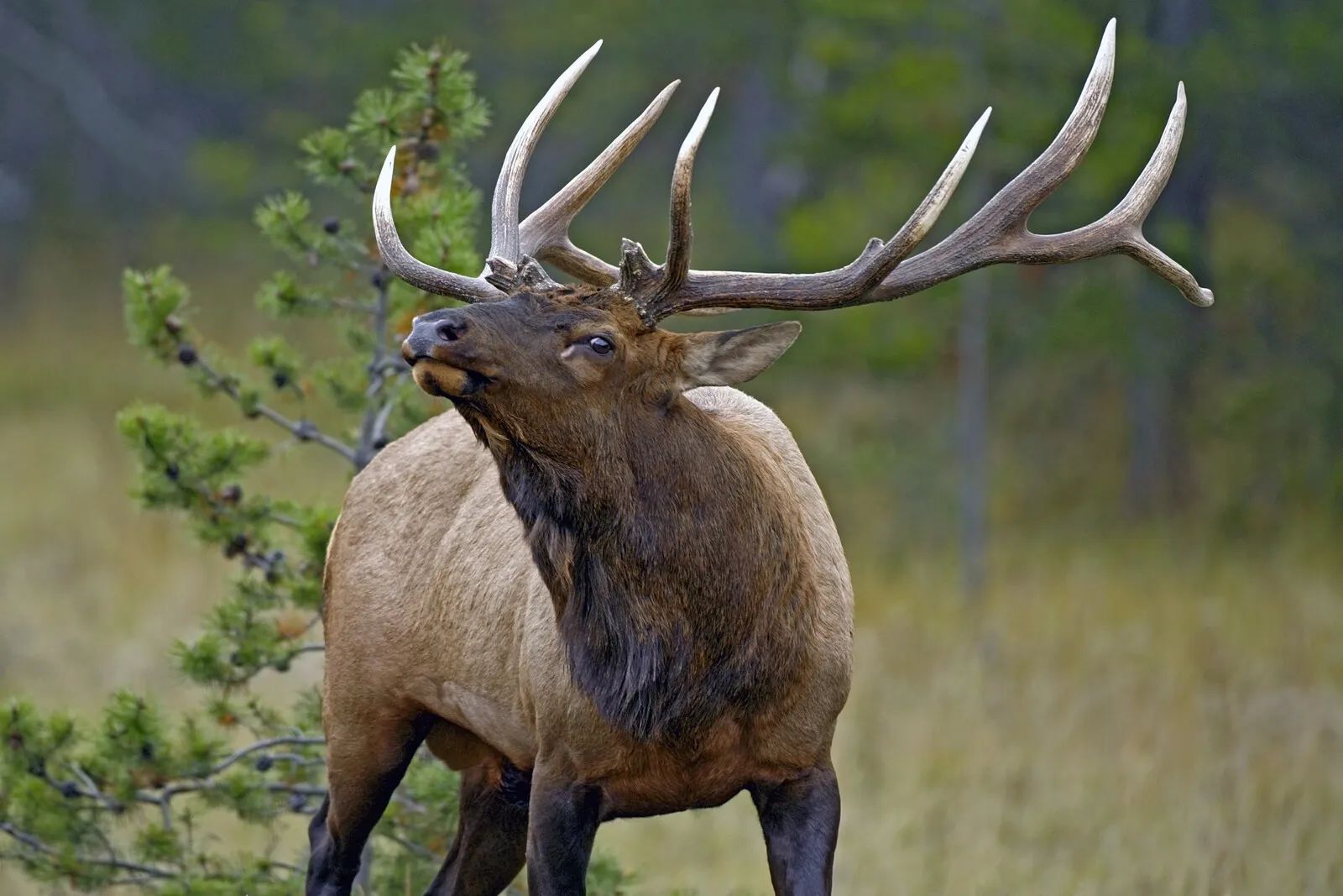 Elk Calling Mastery Blueprint