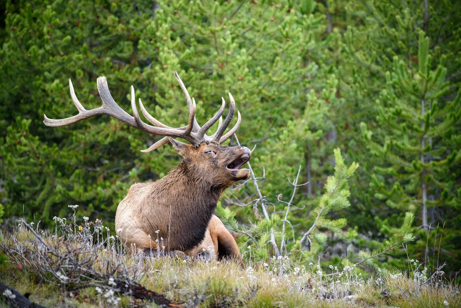 Wapiti Wednesday Live Q&A