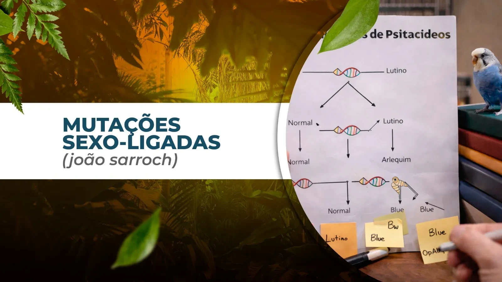 MUTAÇÕES SEXO-LIGADAS (João Sarroch) lesson poster