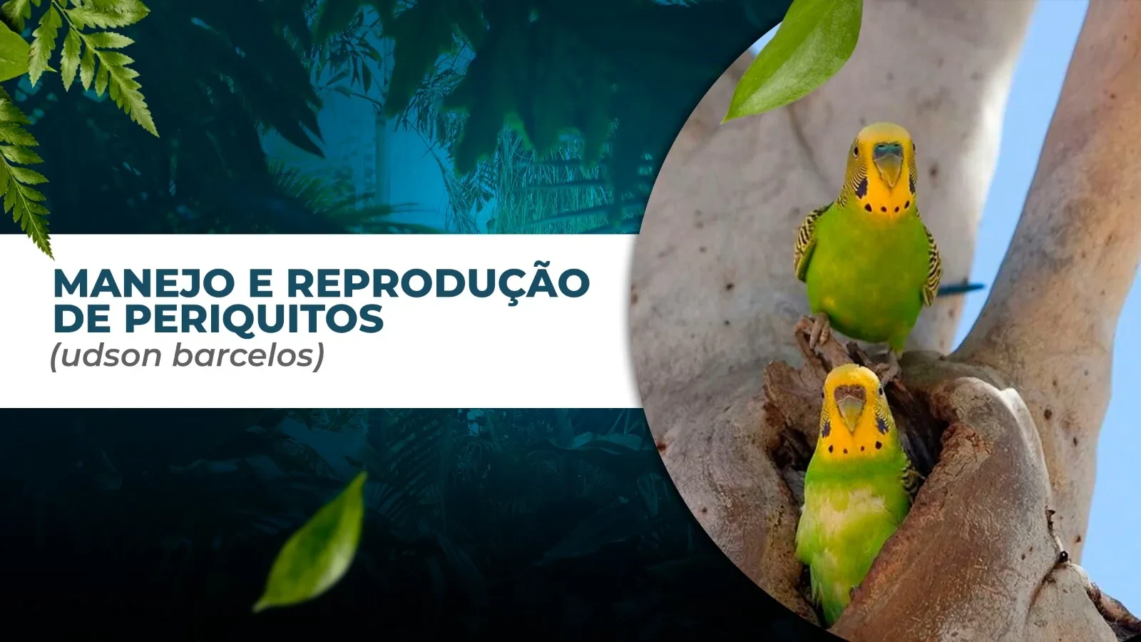REPRODUÇÃO E MANEJO (Udson Barcelos) lesson poster