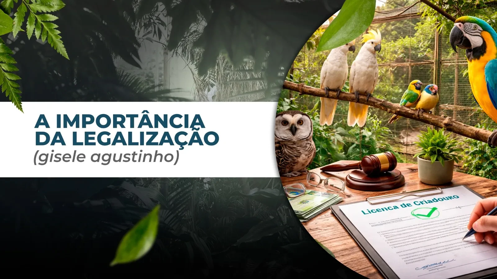 IMPORTANCIA DA LEGALIZAÇÃO (Gisele Agustinho) lesson poster