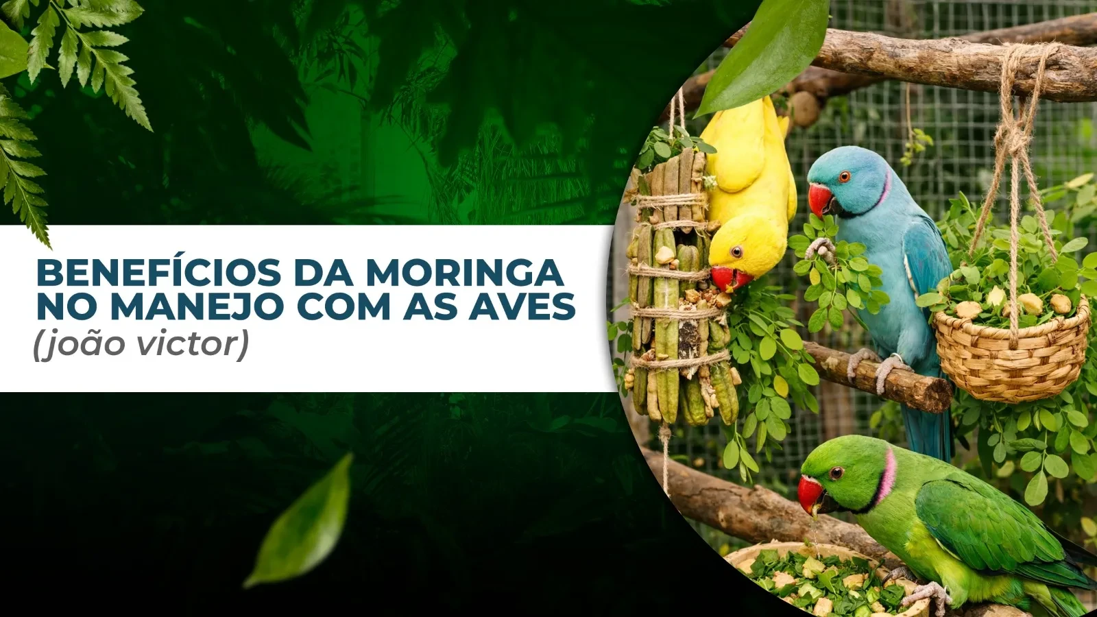 OS BENEFÍCIOS DA MORINGA (João Victor) lesson poster