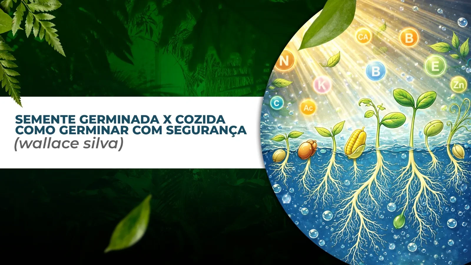 SEMENTES GERMINADAS x COZIDAS (Wallace Silva) lesson poster
