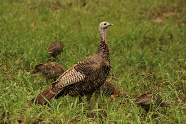Lesson 2 - Turkey Hunting Basics 101 lesson poster