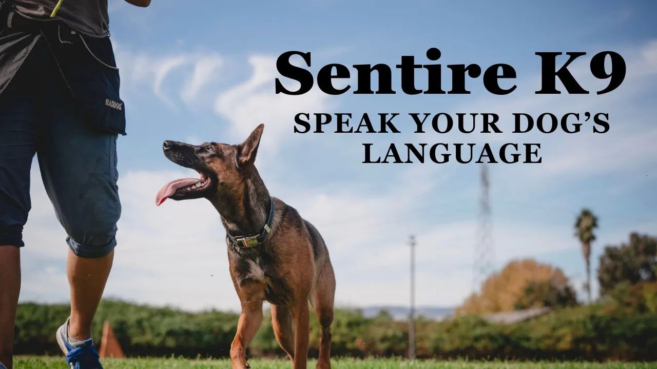Sentire K9: Speak Your Dog's Language
