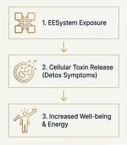 The Body's Response: Detoxification as a Key Healing Indicator lesson poster