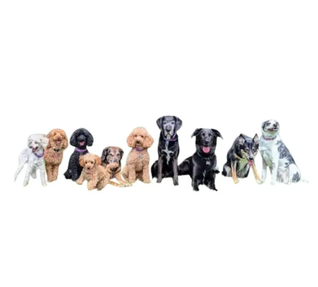 The PTD Dog Team lesson poster