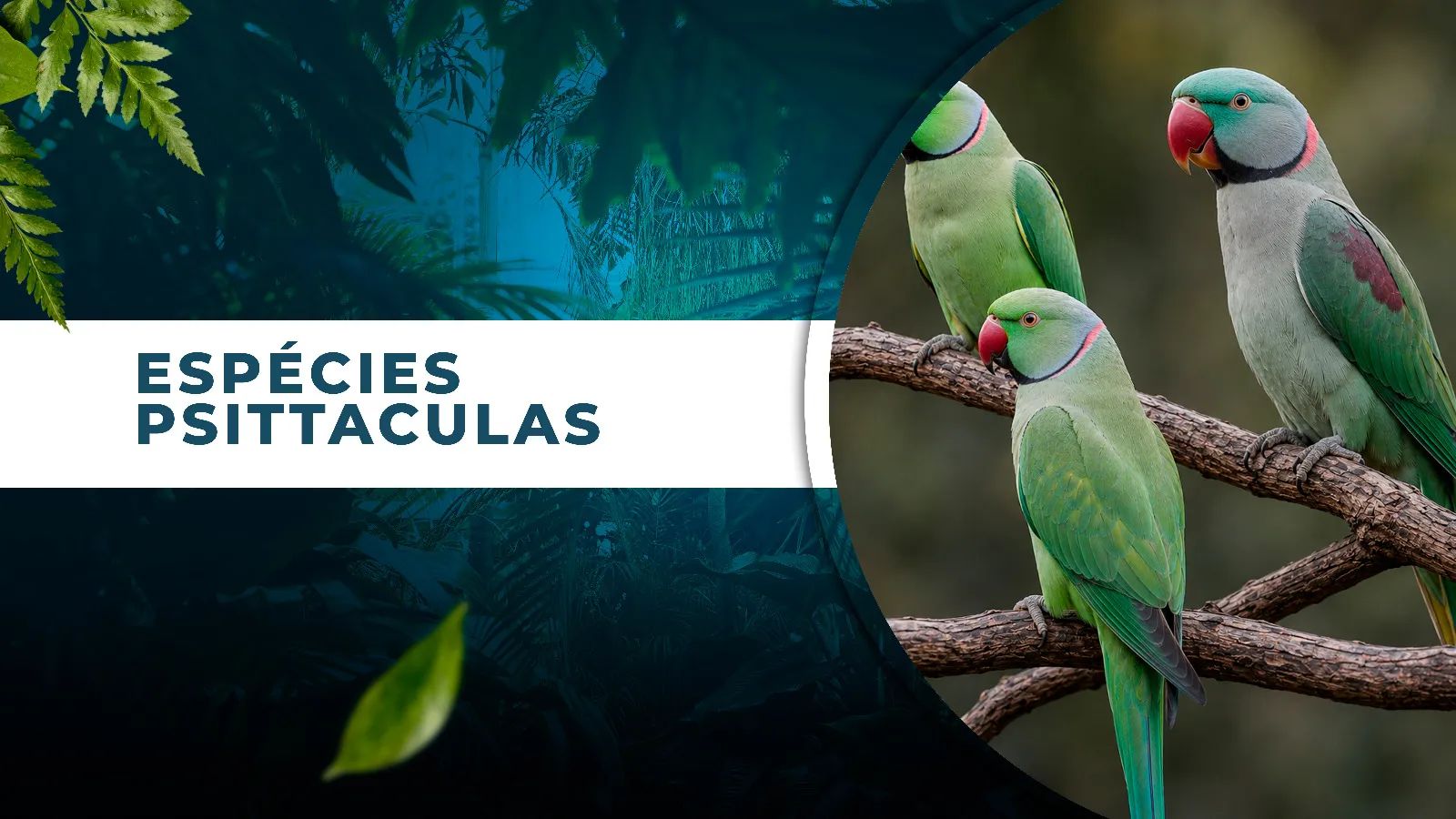PSITTACULAS - MANEJO E REPRODUÇÃO