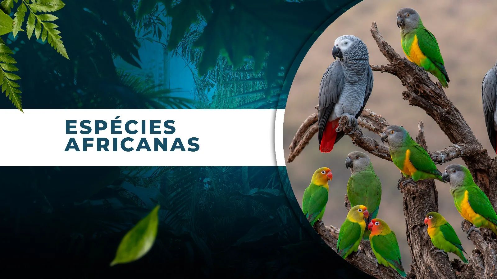 AFRICANOS - MANEJO E REPRODUÇÃO