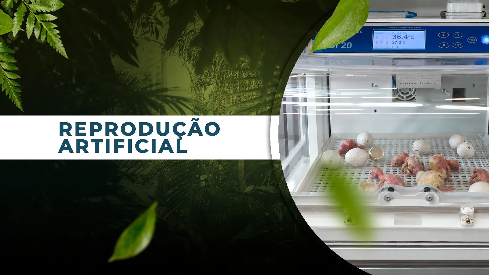 REPRODUÇÃO ARTIFICIAL